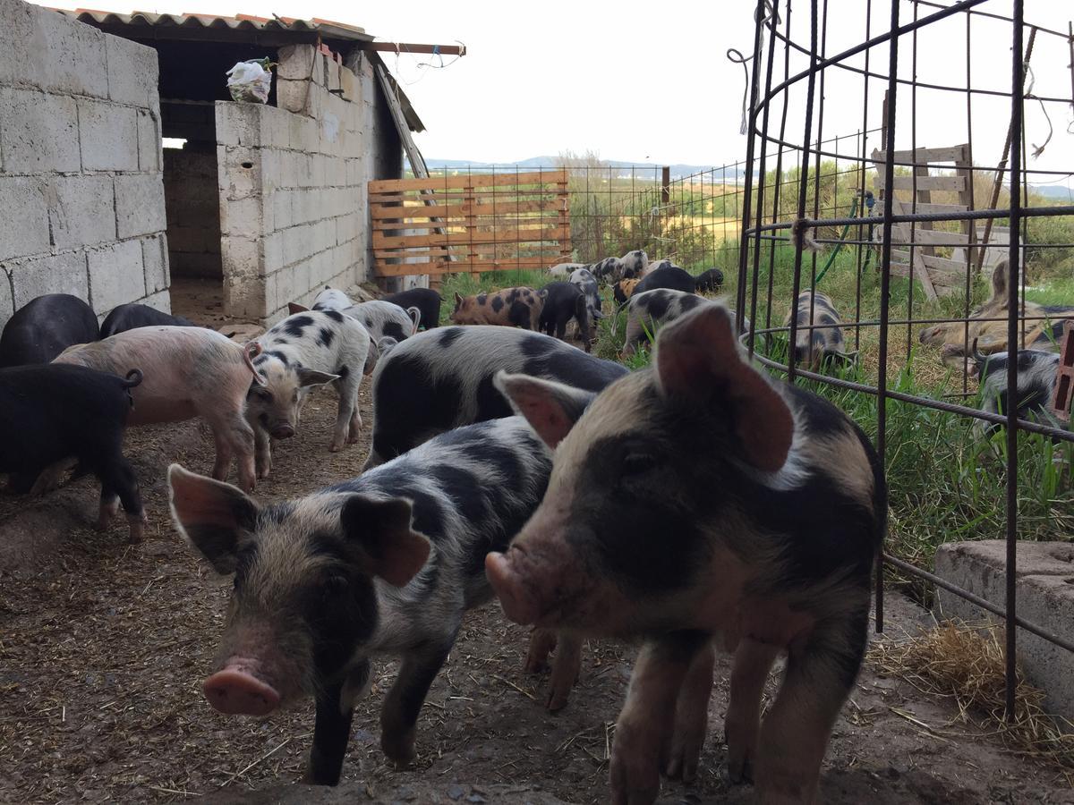 Agriturismo Su Meurreddu Tratalias Exteriör bild