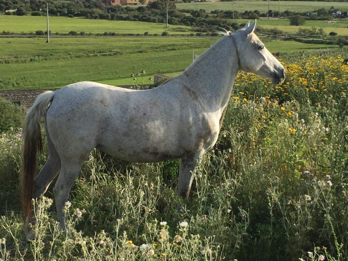 Agriturismo Su Meurreddu Tratalias Exteriör bild